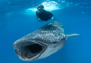 whale shark La Paz Baja Mexico