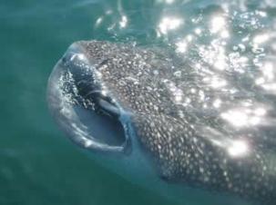 whale shark La Paz Baja Mexico